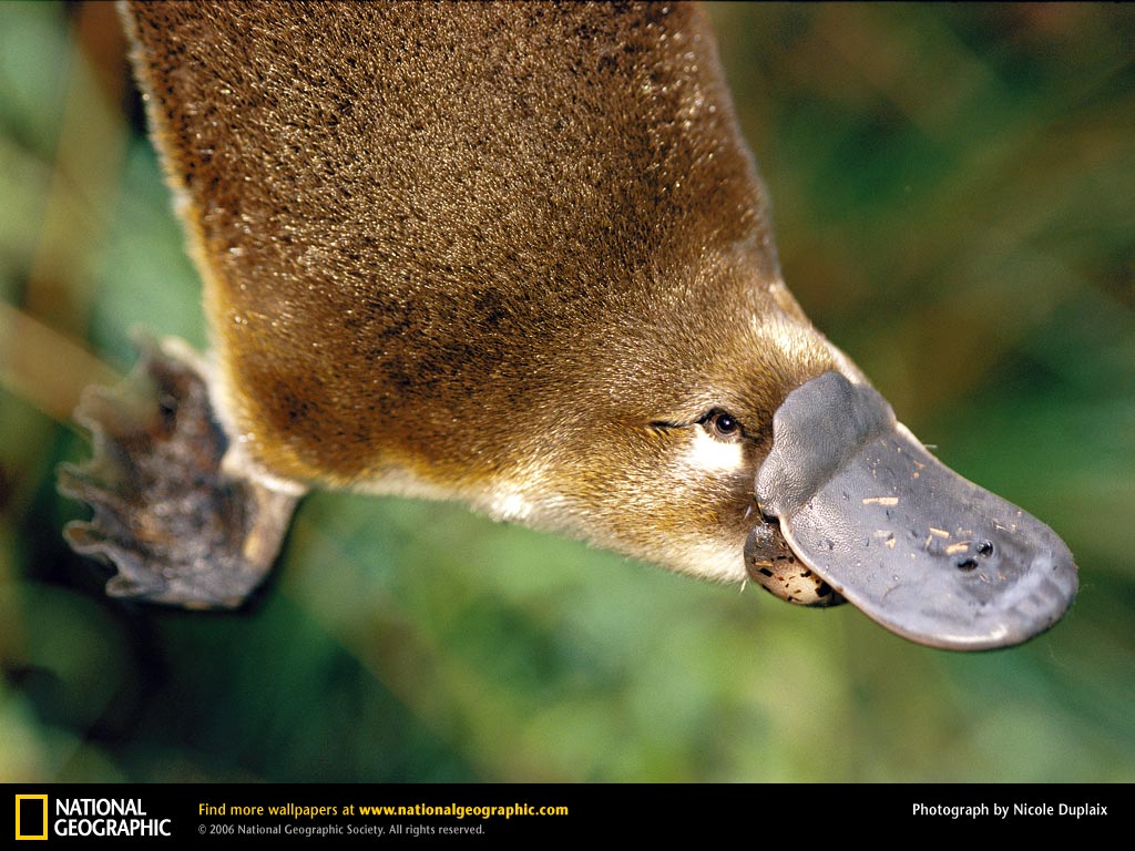 Platypus